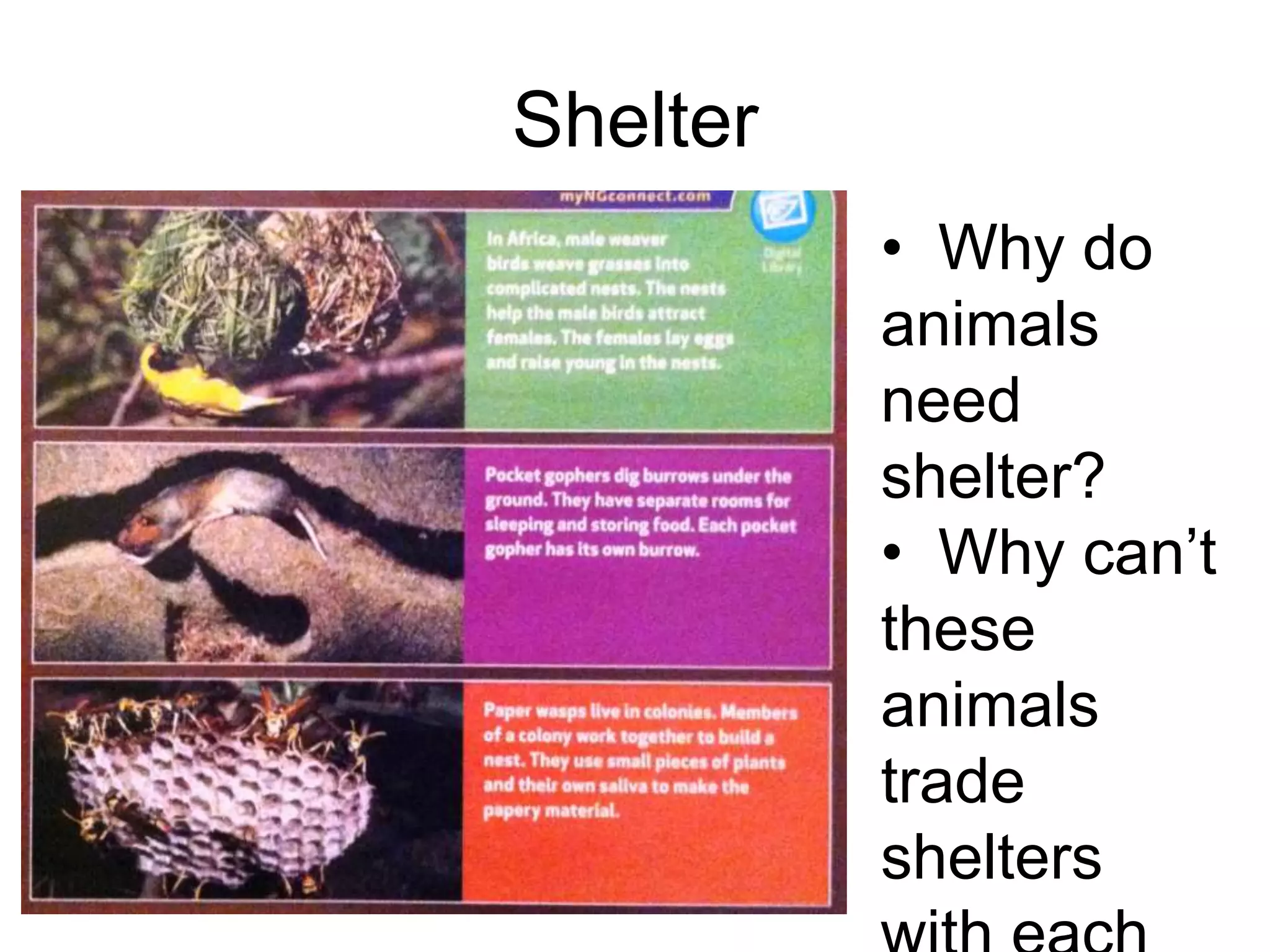 Shelter
          • Why do
          animals
          need
          shelter?
          • Why can’t
          these
          animals
          trade
          shelters
 