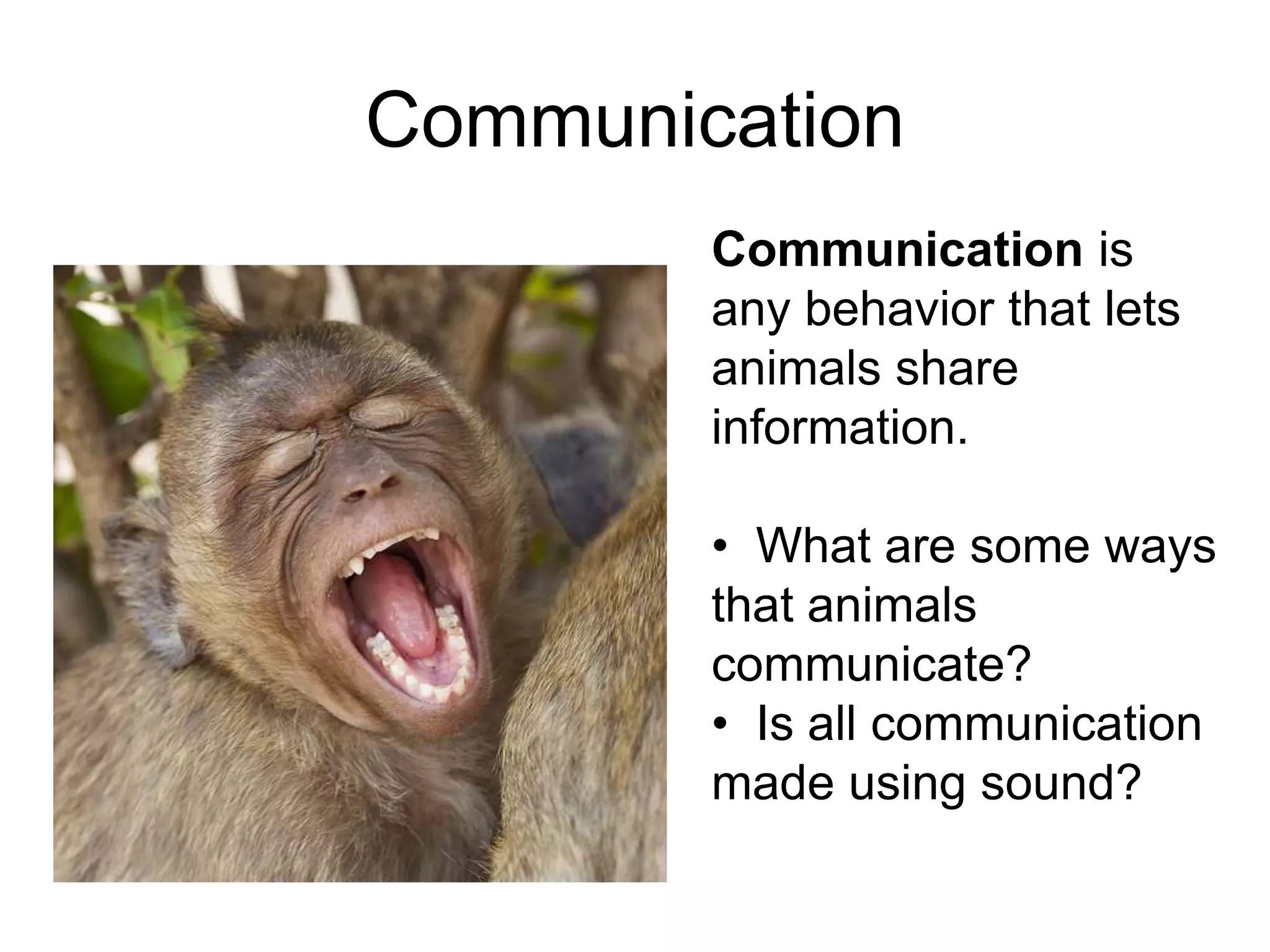 Communication
        Communication is
        any behavior that lets
        animals share
        information.

        • What are some ways
        that animals
        communicate?
        • Is all communication
        made using sound?
 