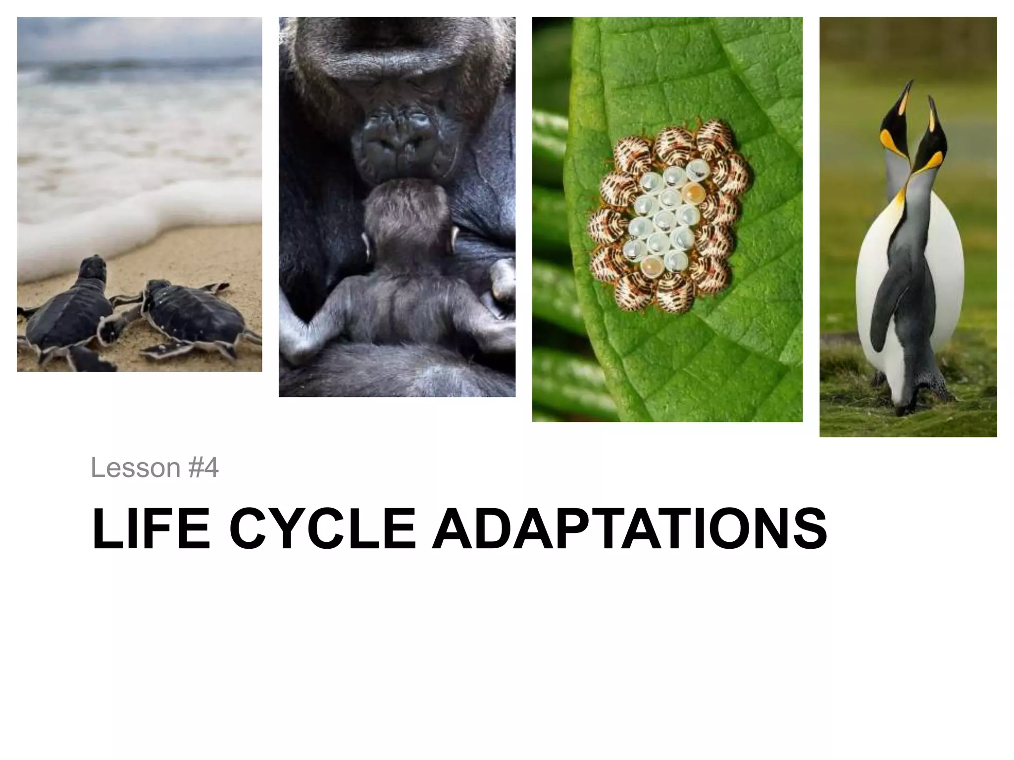Lesson #4

LIFE CYCLE ADAPTATIONS
 