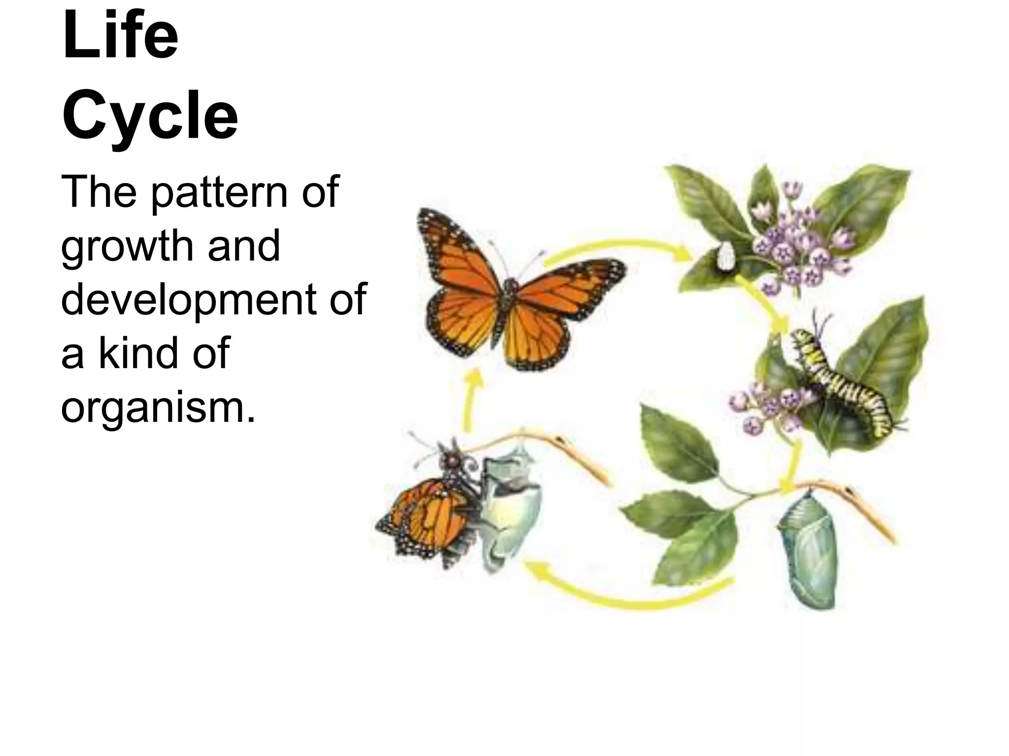 Life
Cycle
The pattern of
growth and
development of
a kind of
organism.
 