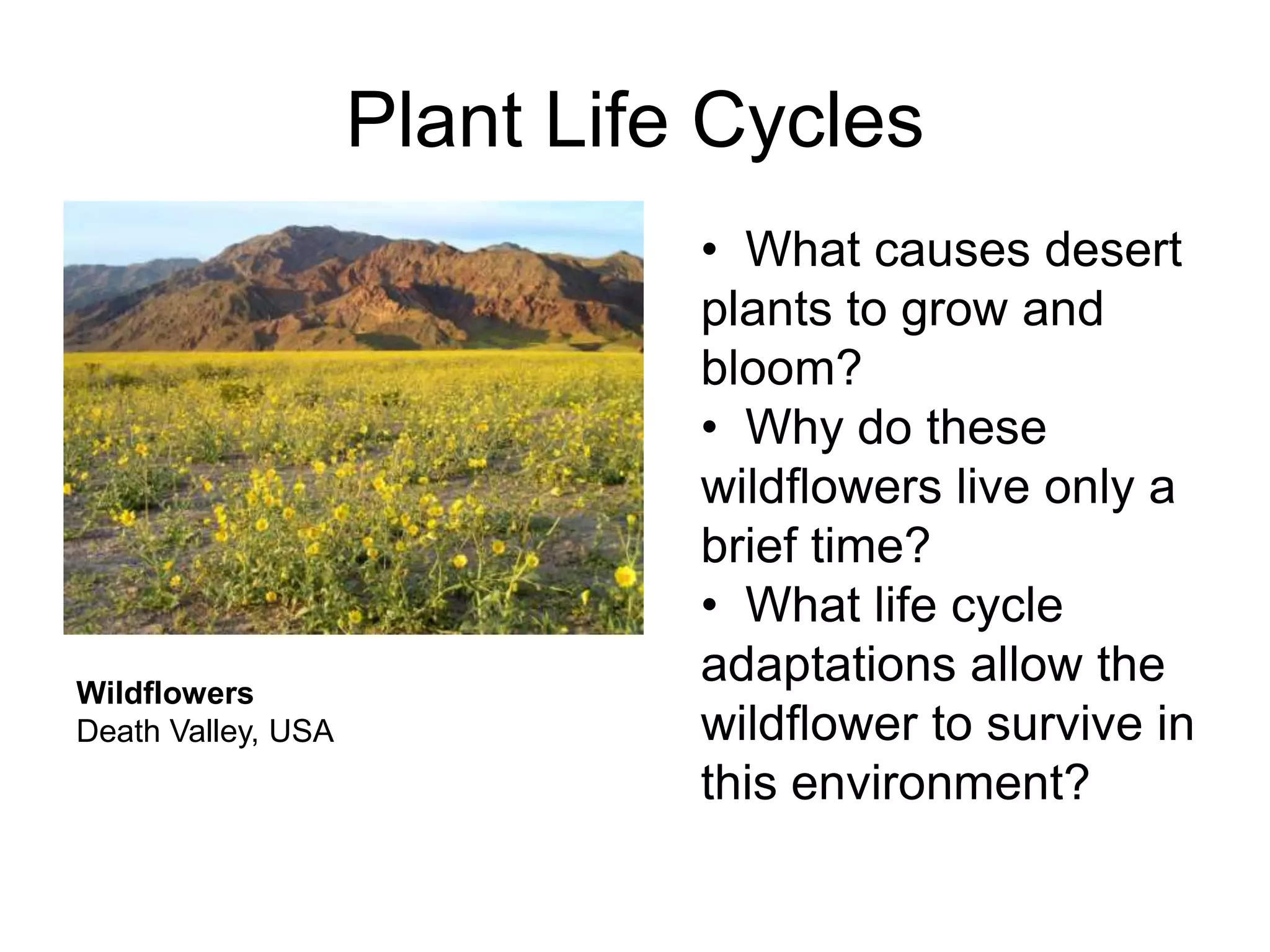 Plant Life Cycles
                              • What causes desert
                              plants to grow and
                              bloom?
                              • Why do these
                              wildflowers live only a
                              brief time?
                              • What life cycle
Wildflowers
                              adaptations allow the
Death Valley, USA             wildflower to survive in
                              this environment?
 