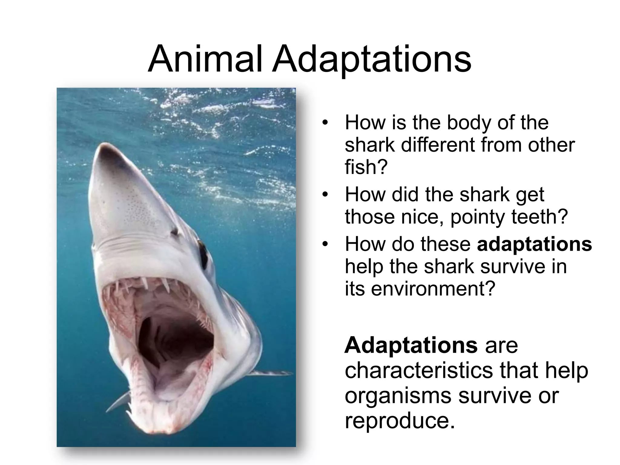 Animal Adaptations
         • How is the body of the
           shark different from other
           fish?
         • How did the shark get
           those nice, pointy teeth?
         • How do these adaptations
           help the shark survive in
           its environment?

           Adaptations are
           characteristics that help
           organisms survive or
           reproduce.
 