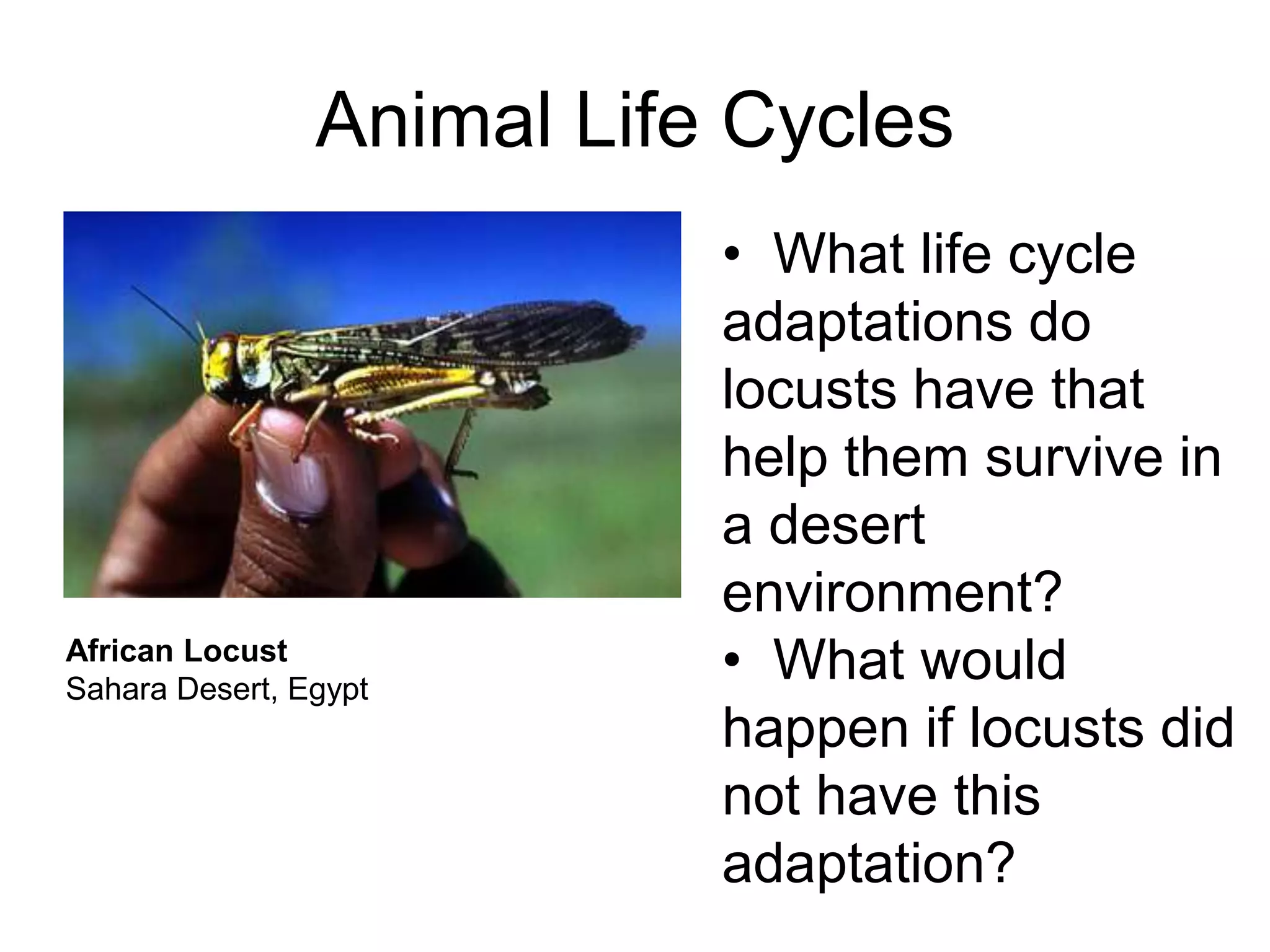 Animal Life Cycles
                           • What life cycle
                           adaptations do
                           locusts have that
                           help them survive in
                           a desert
                           environment?
African Locust
Sahara Desert, Egypt
                           • What would
                           happen if locusts did
                           not have this
                           adaptation?
 