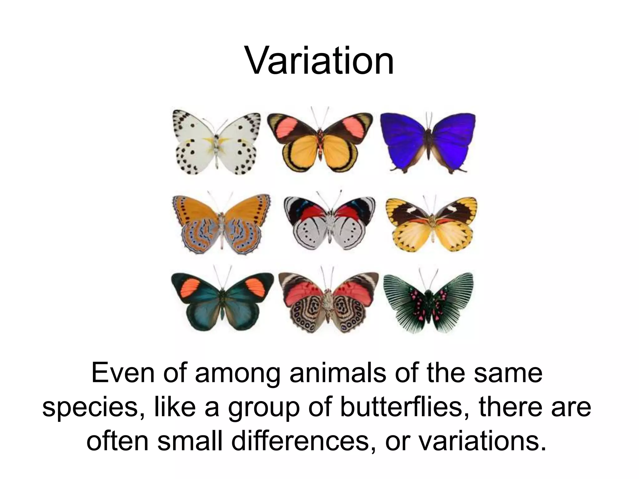 Variation




   Even of among animals of the same
species, like a group of butterflies, there are
   often small differences, or variations.
 