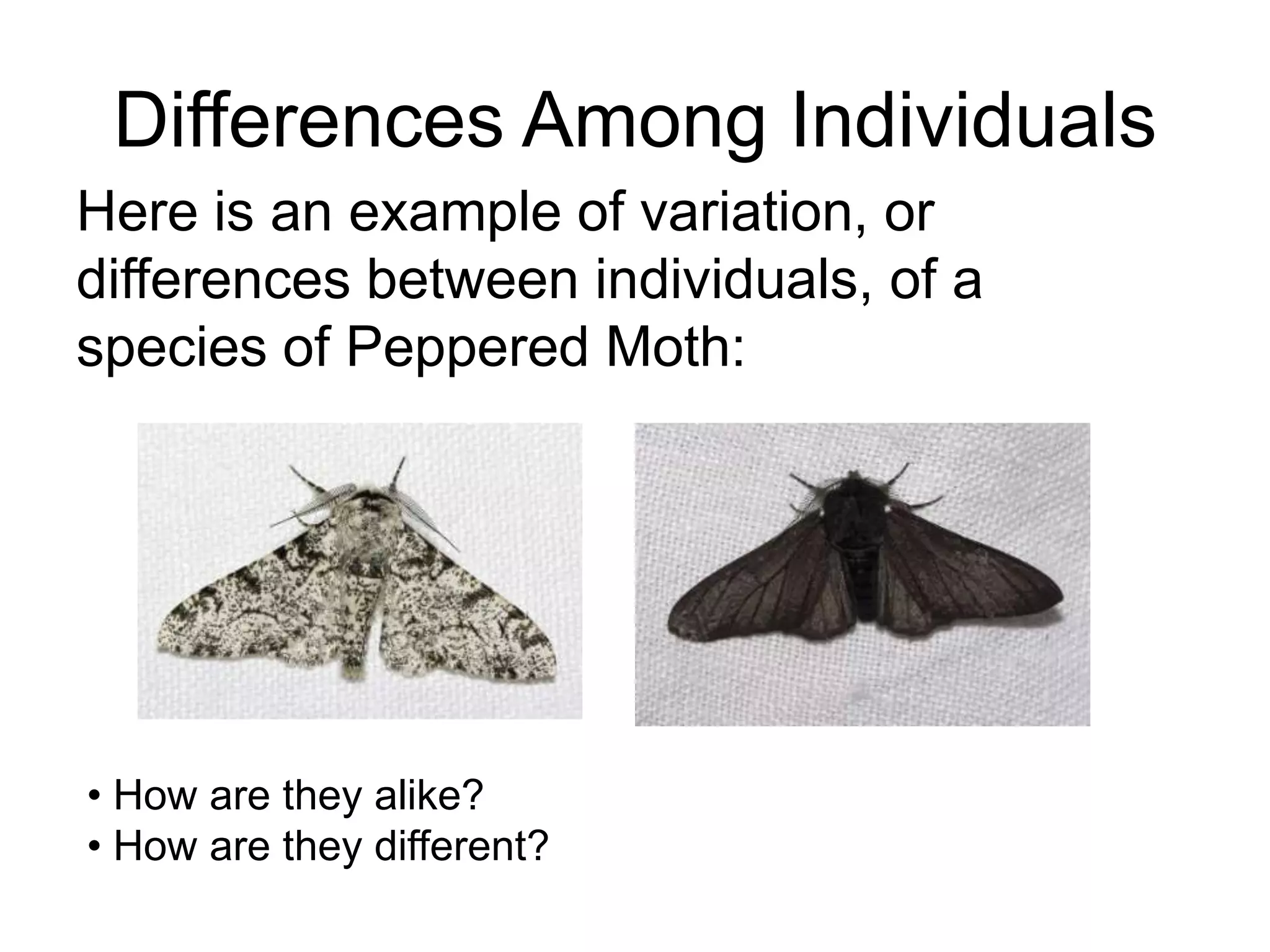 Differences Among Individuals
Here is an example of variation, or
differences between individuals, of a
species of Peppered Moth:




• How are they alike?
• How are they different?
 