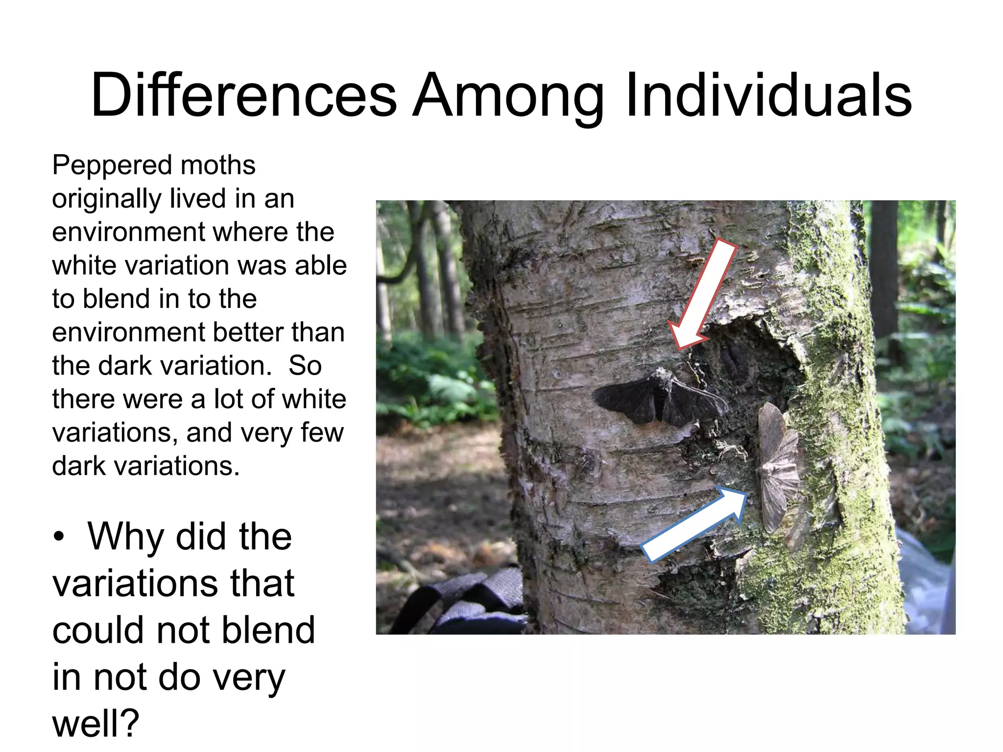 Differences Among Individuals
Peppered moths
originally lived in an
environment where the
white variation was able
to blend in to the
environment better than
the dark variation. So
there were a lot of white
variations, and very few
dark variations.

• Why did the
variations that
could not blend
in not do very
well?
 