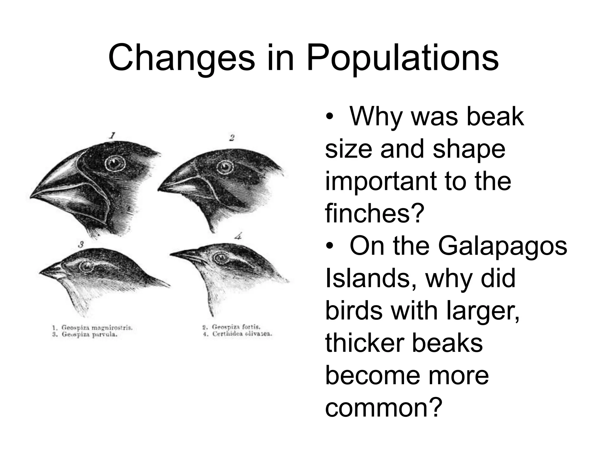 Changes in Populations
            • Why was beak
            size and shape
            important to the
            finches?
            • On the Galapagos
            Islands, why did
            birds with larger,
            thicker beaks
            become more
            common?
 