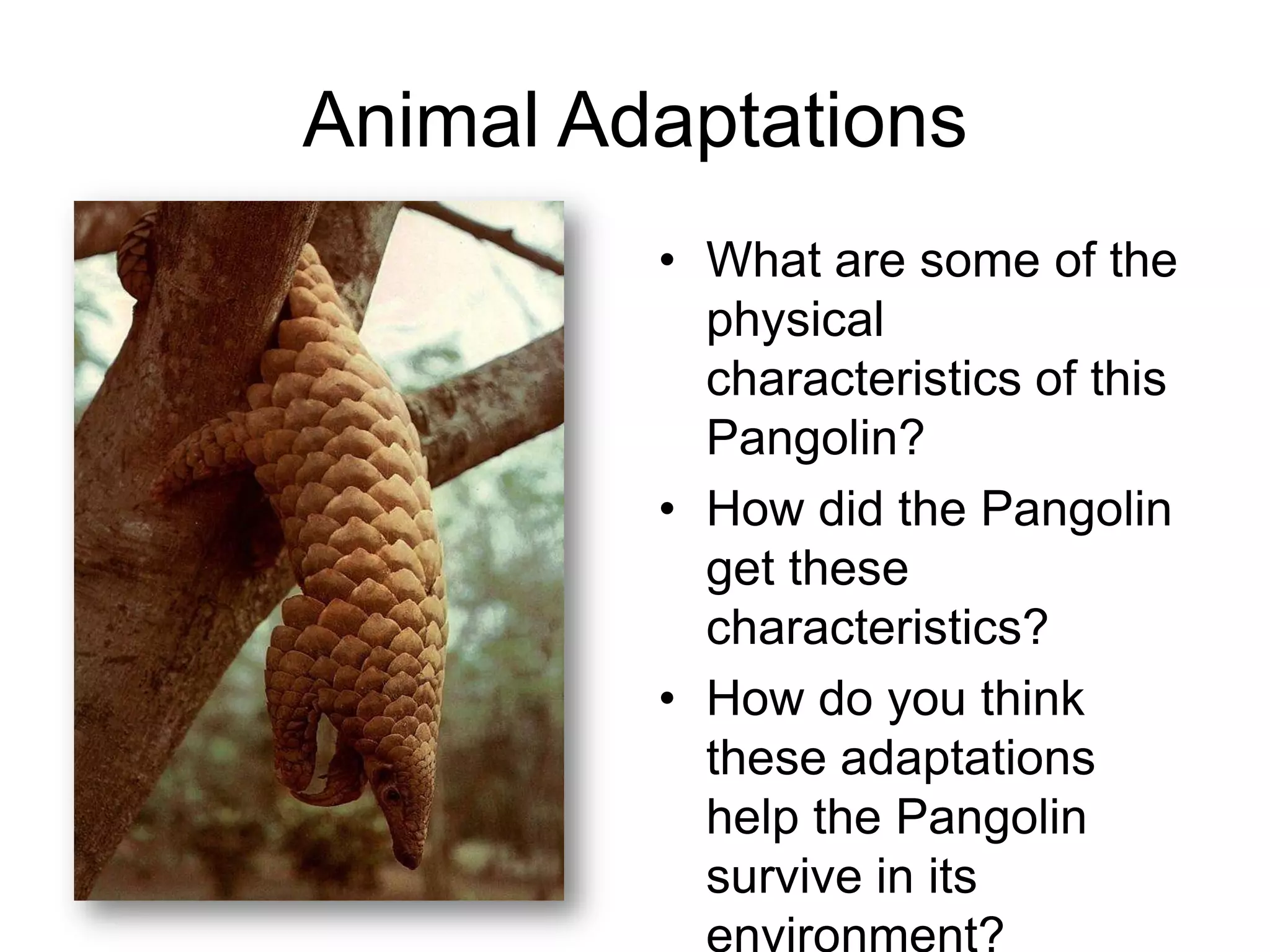 Animal Adaptations
         • What are some of the
           physical
           characteristics of this
           Pangolin?
         • How did the Pangolin
           get these
           characteristics?
         • How do you think
           these adaptations
           help the Pangolin
           survive in its
           environment?
 