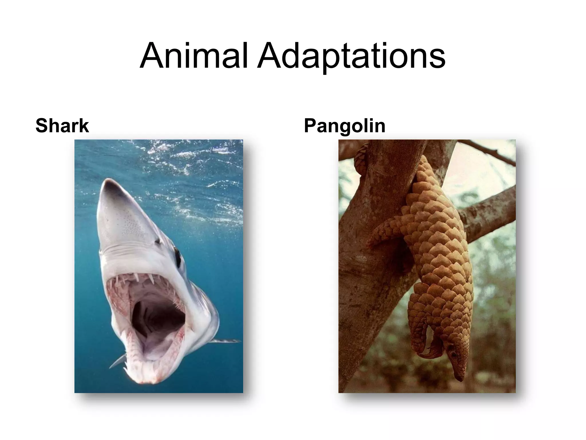 Animal Adaptations
Shark            Pangolin
 