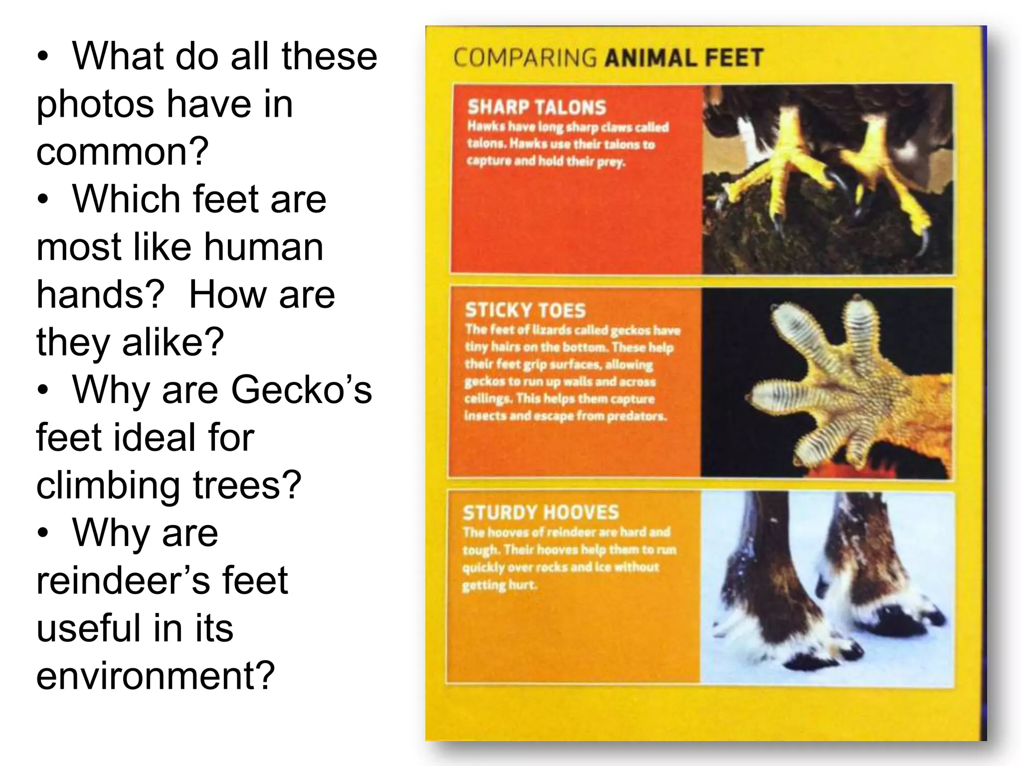 • What do all these
photos have in
common?
• Which feet are
most like human
hands? How are
they alike?
• Why are Gecko’s
feet ideal for
climbing trees?
• Why are
reindeer’s feet
useful in its
environment?
 