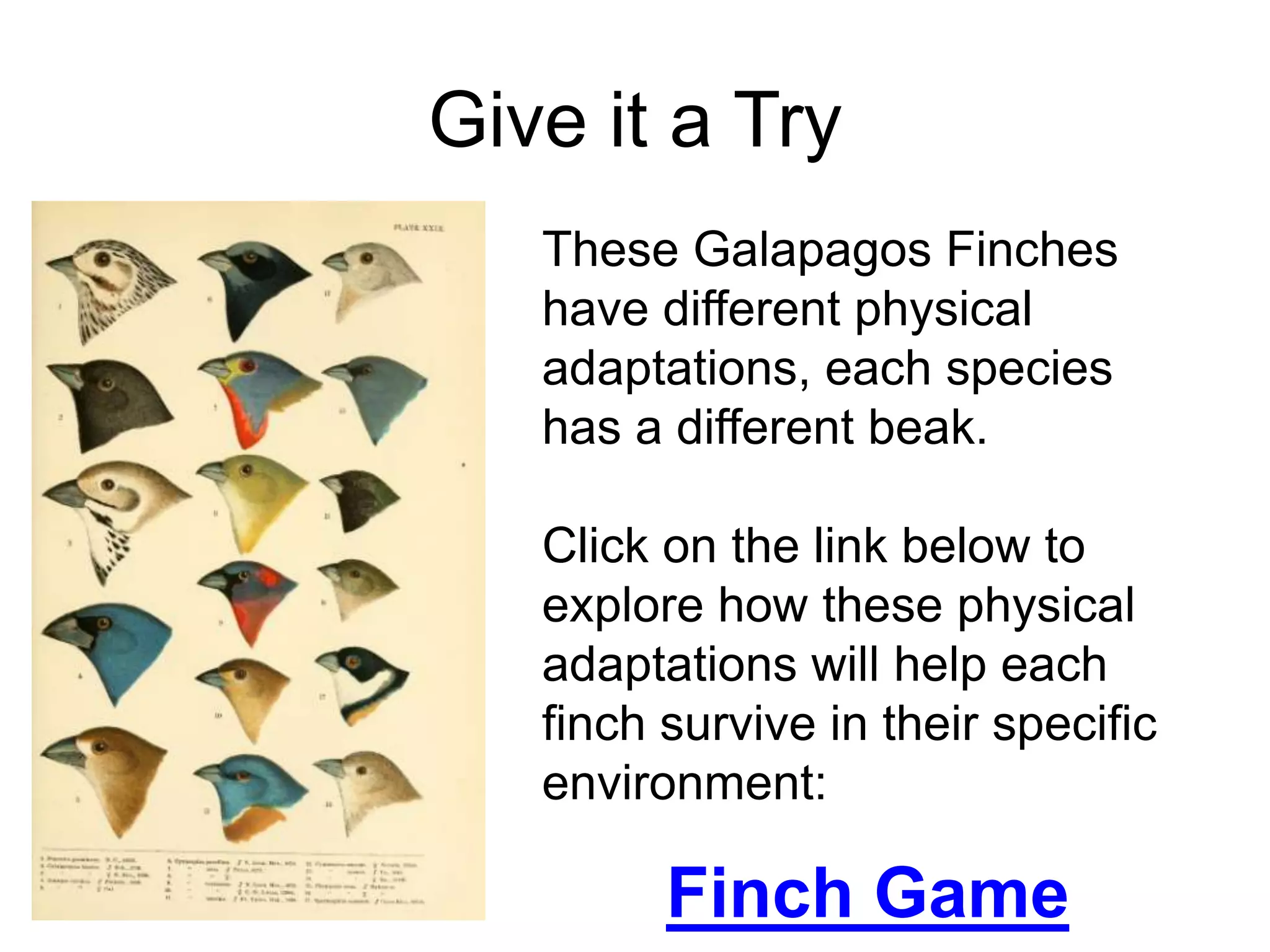 Give it a Try
   These Galapagos Finches
   have different physical
   adaptations, each species
   has a different beak.

   Click on the link below to
   explore how these physical
   adaptations will help each
   finch survive in their specific
   environment:

         Finch Game
 