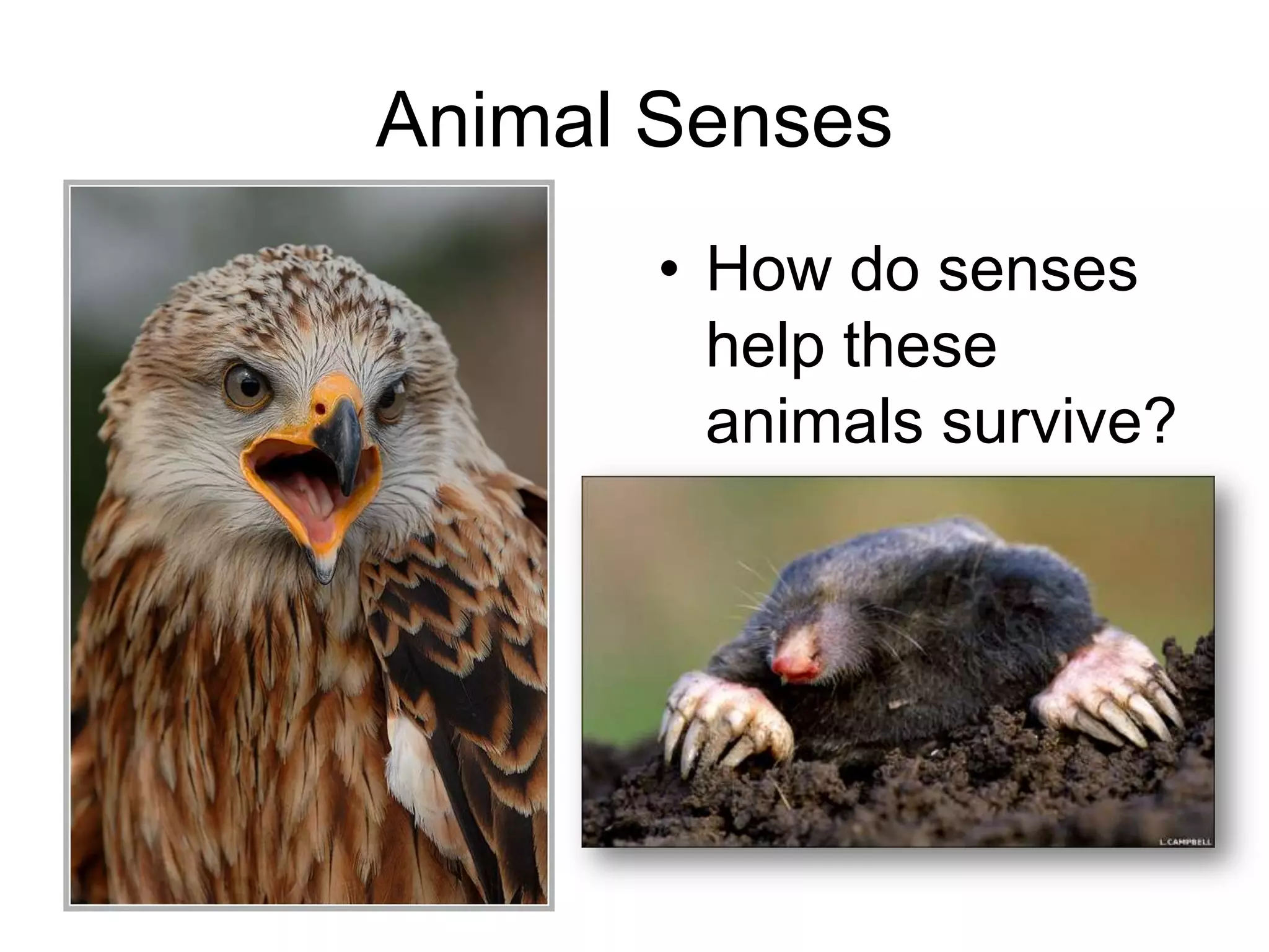 Animal Senses
       • How do senses
         help these
         animals survive?
 