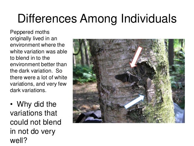 Why Is It Important To Have Variations In Natural Selection Why Is It Important To Have Variations In Natural Selection