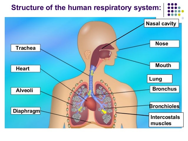 the air the trachea to alveoli from flow Chapter1