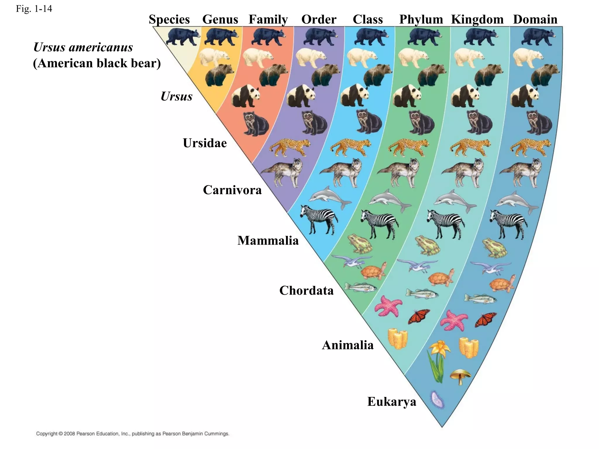 Fig. 1-14
Species Genus Family Order Class Phylum Kingdom Domain
Ursus americanus
(American black bear)
Ursus
Ursidae
Carnivora
Mammalia
Chordata
Animalia
Eukarya
 