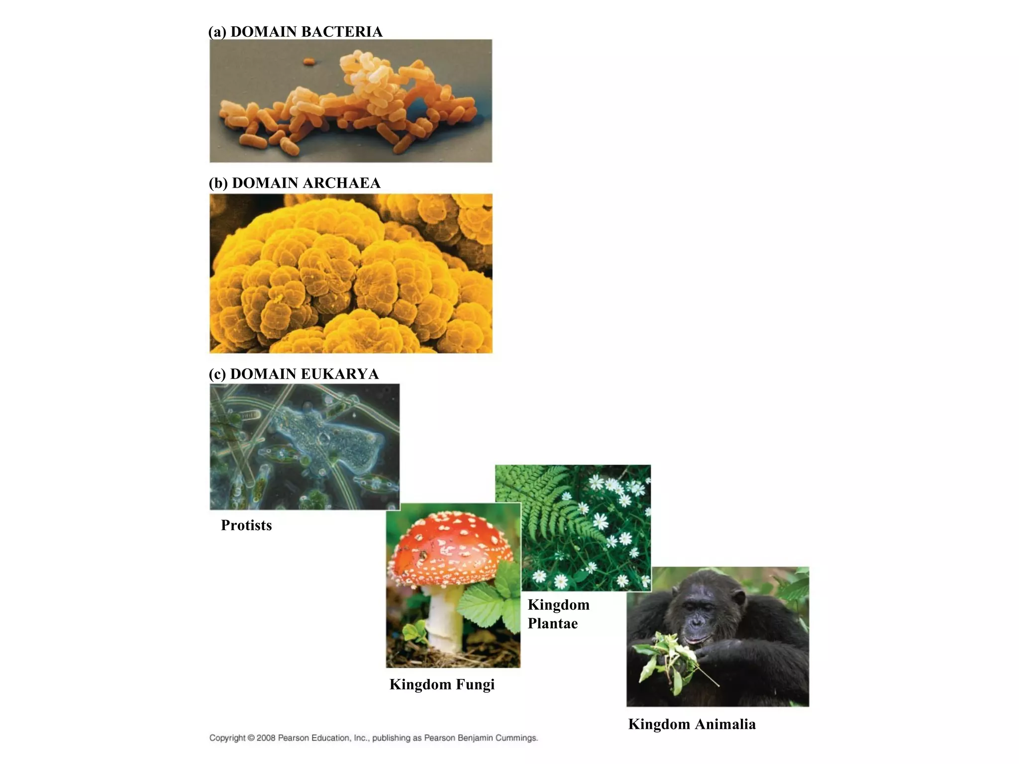 (a) DOMAIN BACTERIA
(b) DOMAIN ARCHAEA
(c) DOMAIN EUKARYA
Protists
Kingdom Fungi
Kingdom
Plantae
Kingdom Animalia
 
