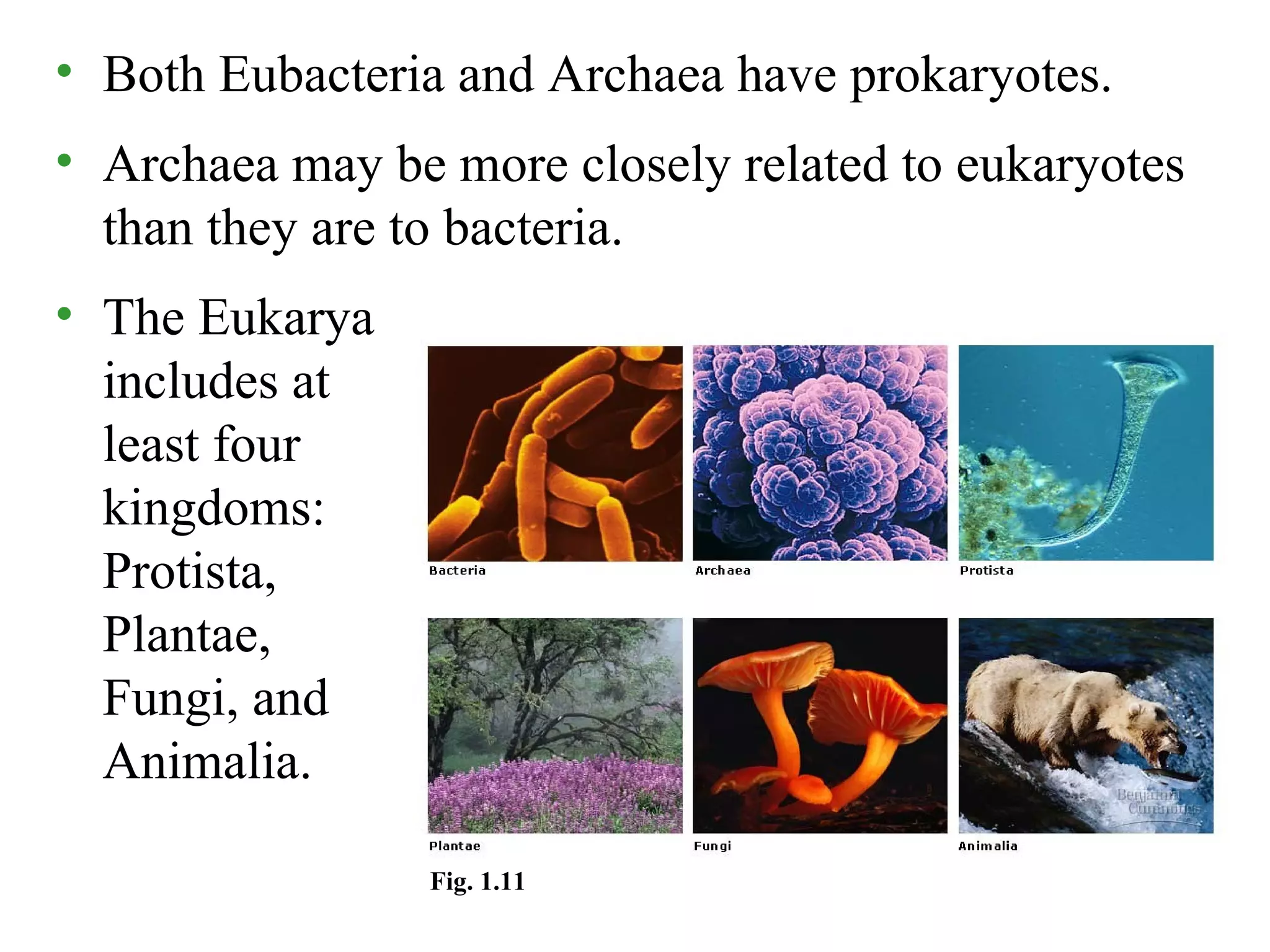• Both Eubacteria and Archaea have prokaryotes.
• Archaea may be more closely related to eukaryotes
than they are to bacteria.
• The Eukarya
includes at
least four
kingdoms:
Protista,
Plantae,
Fungi, and
Animalia.
Fig. 1.11
 