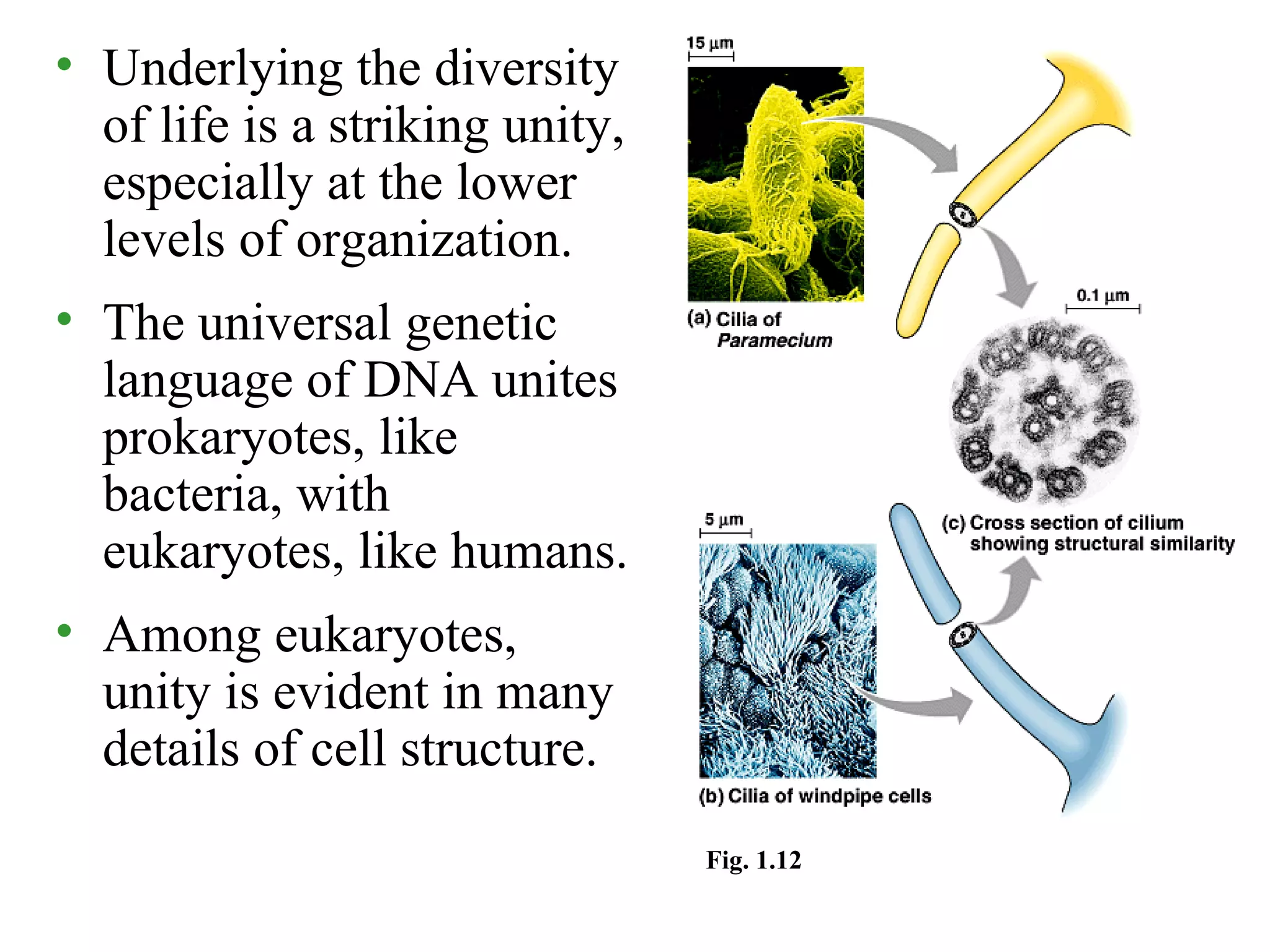 • Underlying the diversity
of life is a striking unity,
especially at the lower
levels of organization.
• The universal genetic
language of DNA unites
prokaryotes, like
bacteria, with
eukaryotes, like humans.
• Among eukaryotes,
unity is evident in many
details of cell structure.
Fig. 1.12
 