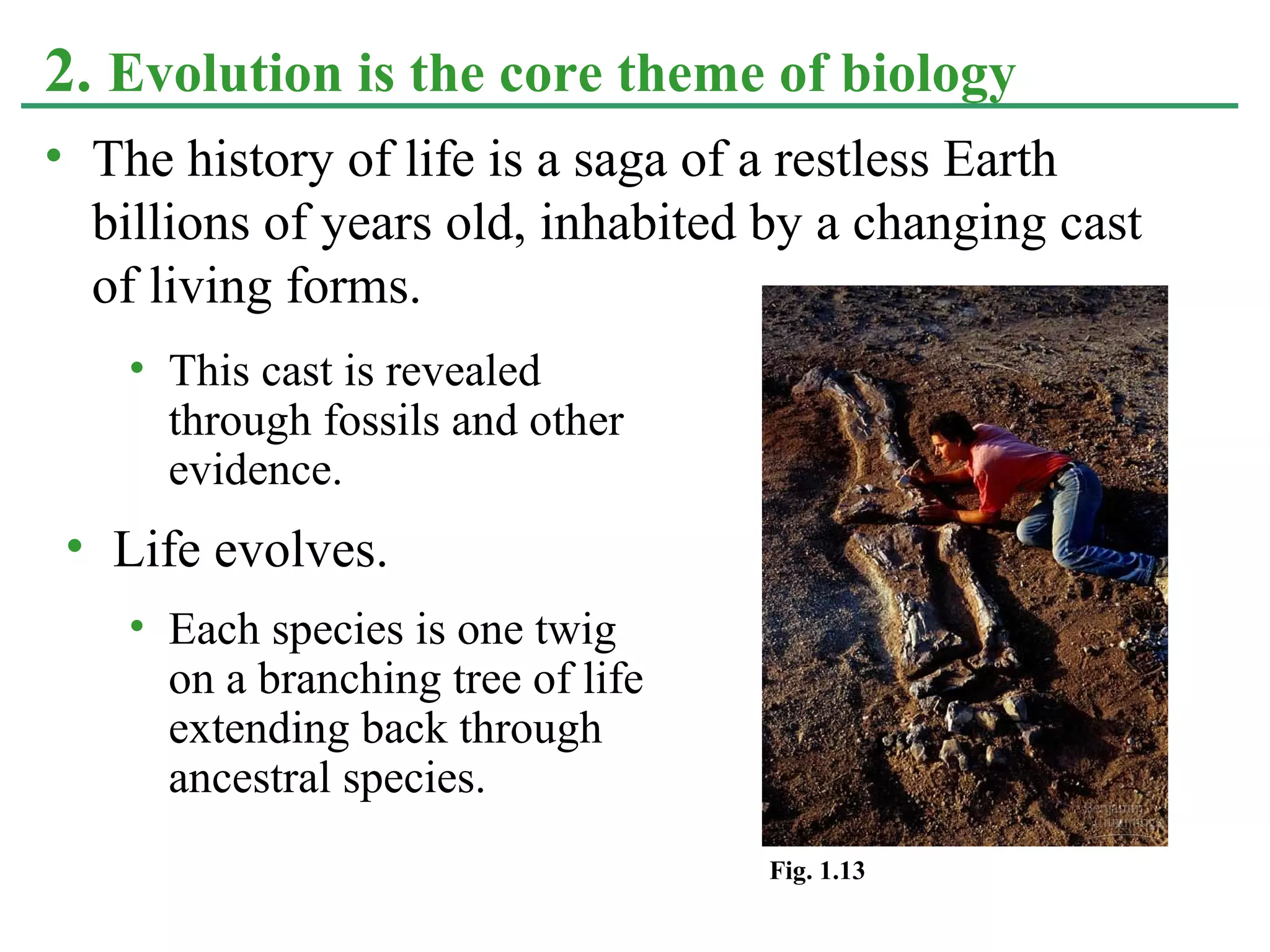 • The history of life is a saga of a restless Earth
billions of years old, inhabited by a changing cast
of living forms.
2. Evolution is the core theme of biology
• This cast is revealed
through fossils and other
evidence.
• Life evolves.
• Each species is one twig
on a branching tree of life
extending back through
ancestral species.
Fig. 1.13
 