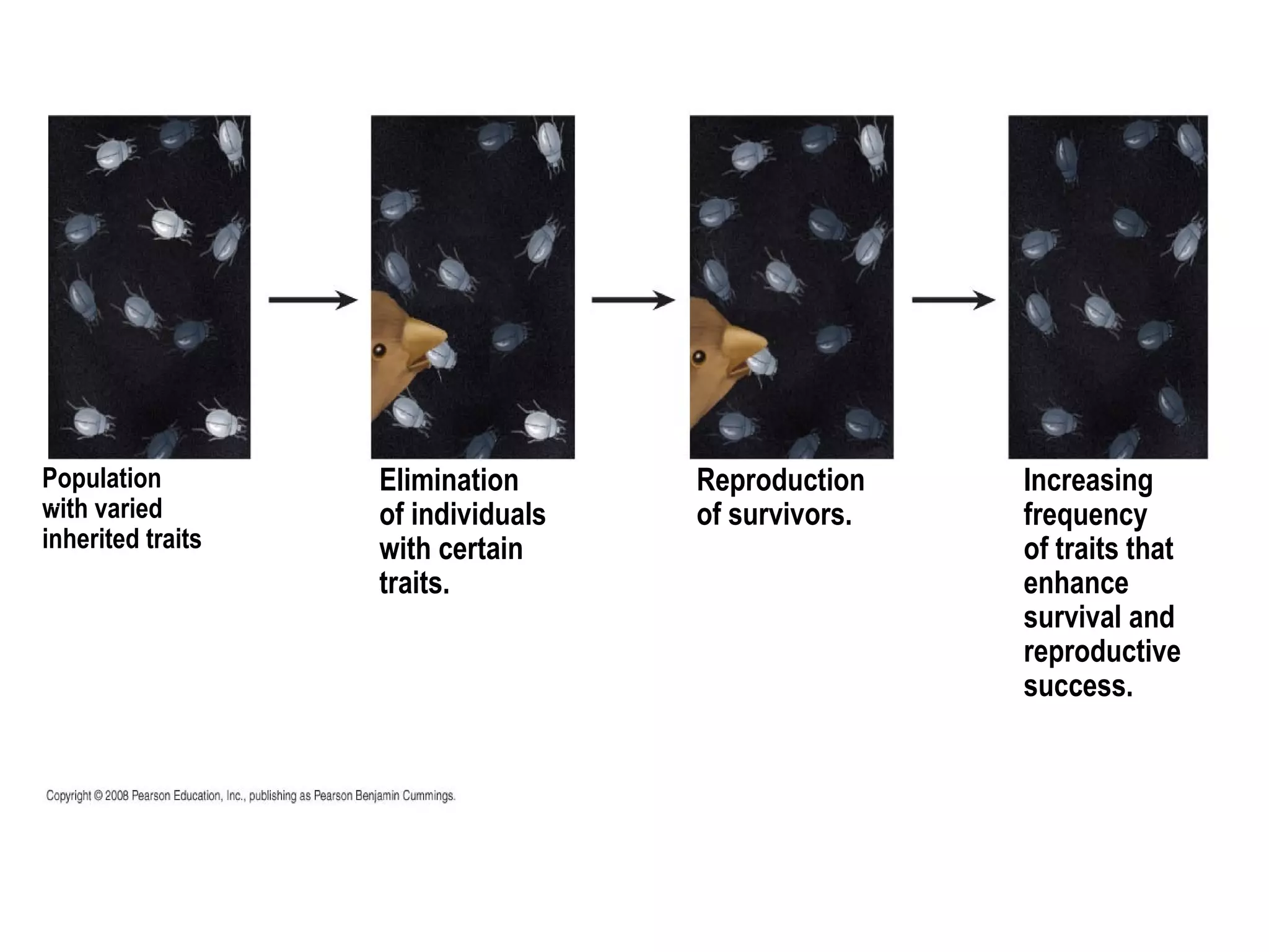 Population
with varied
inherited traits
1
Elimination
of individuals
with certain
traits.
Reproduction
of survivors.
Increasing
frequency
of traits that
enhance
survival and
reproductive
success.
 
