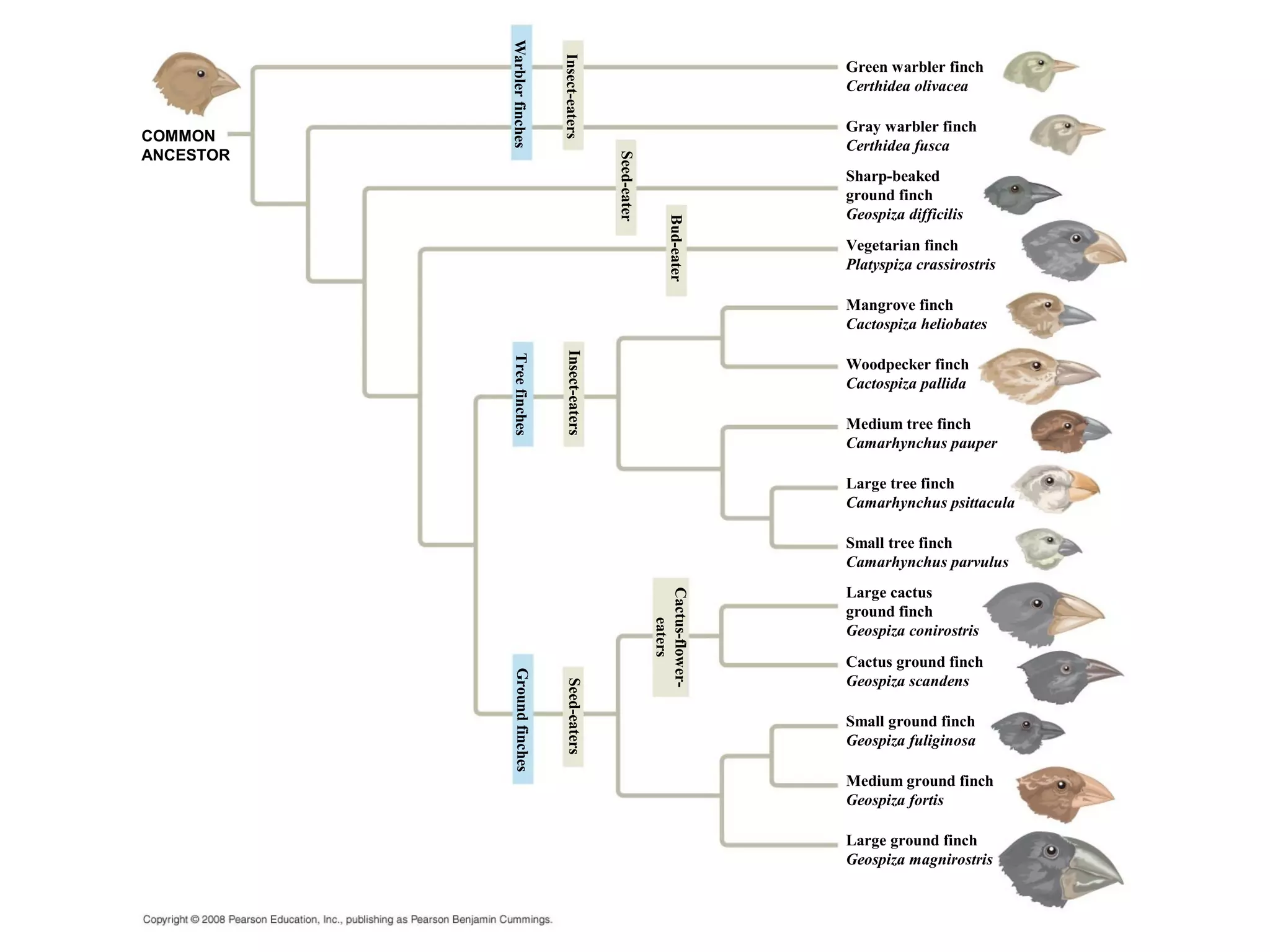 COMMON
ANCESTOR
Warblerfinches
Insect-eaters
Bud-eater
Seed-eater
Insect-eaters
TreefinchesGroundfinches
Seed-eaters
Cactus-flower-
eaters
Green warbler finch
Certhidea olivacea
Gray warbler finch
Certhidea fusca
Sharp-beaked
ground finch
Geospiza difficilis
Vegetarian finch
Platyspiza crassirostris
Mangrove finch
Cactospiza heliobates
Woodpecker finch
Cactospiza pallida
Medium tree finch
Camarhynchus pauper
Large tree finch
Camarhynchus psittacula
Small tree finch
Camarhynchus parvulus
Large cactus
ground finch
Geospiza conirostris
Cactus ground finch
Geospiza scandens
Small ground finch
Geospiza fuliginosa
Medium ground finch
Geospiza fortis
Large ground finch
Geospiza magnirostris
 