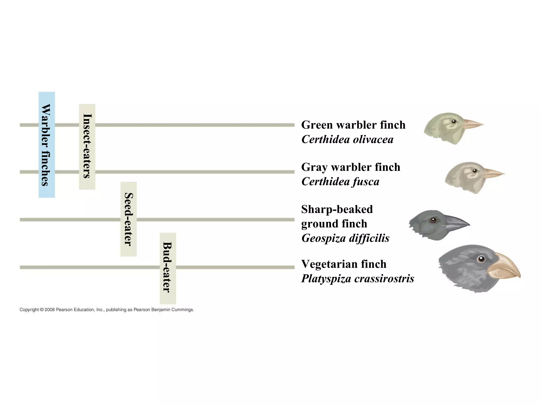 Warblerfinches
Insect-eaters
Seed-eater
Bud-eater
Green warbler finch
Certhidea olivacea
Gray warbler finch
Certhidea fusca
Sharp-beaked
ground finch
Geospiza difficilis
Vegetarian finch
Platyspiza crassirostris
 