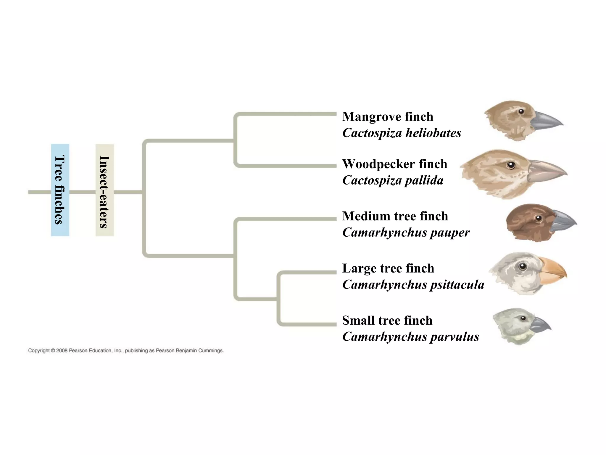 Mangrove finch
Cactospiza heliobates
Woodpecker finch
Cactospiza pallida
Medium tree finch
Camarhynchus pauper
Large tree finch
Camarhynchus psittacula
Small tree finch
Camarhynchus parvulus
Treefinches
Insect-eaters
 