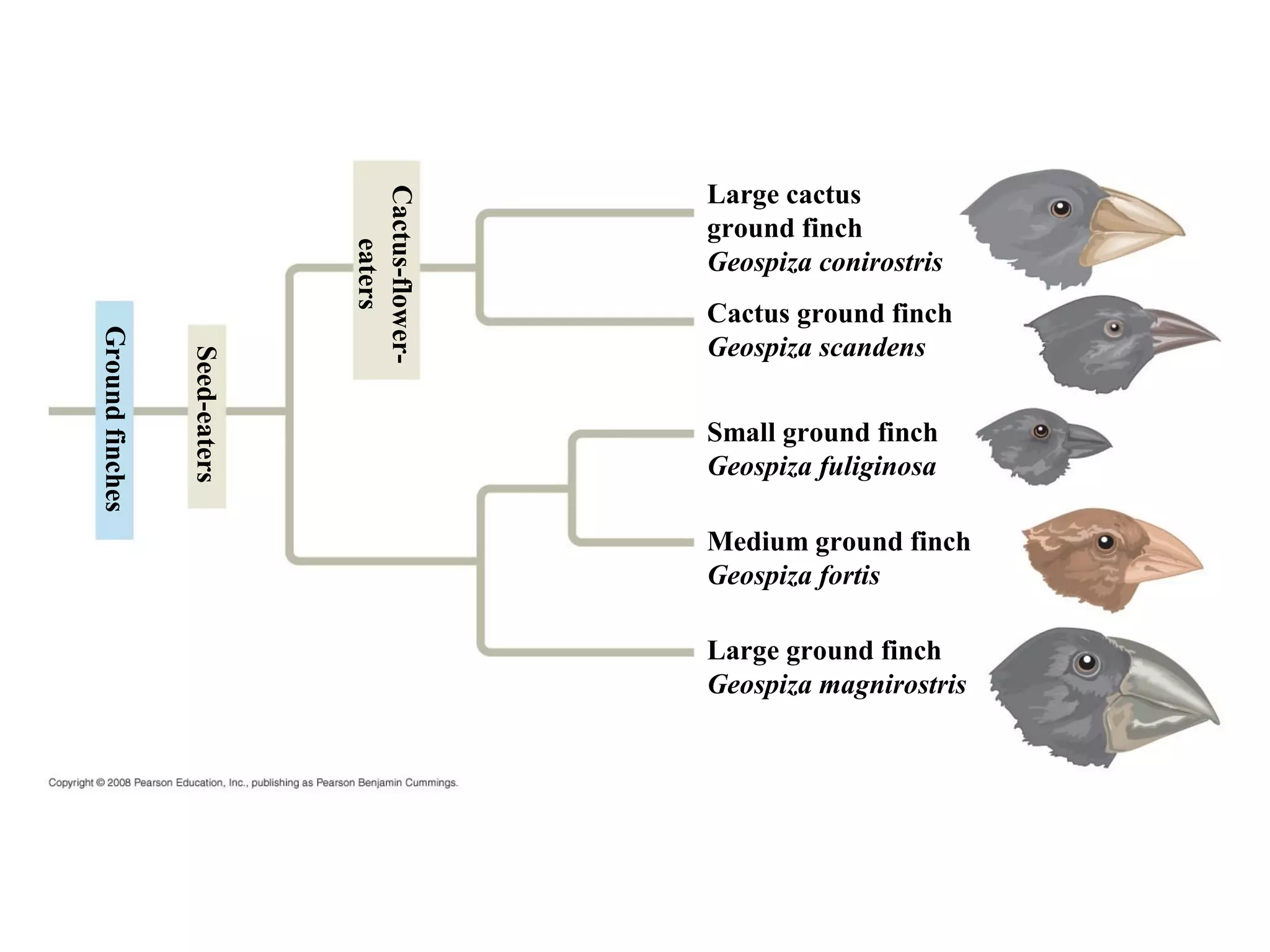 Large cactus
ground finch
Geospiza conirostris
Cactus ground finch
Geospiza scandens
Small ground finch
Geospiza fuliginosa
Medium ground finch
Geospiza fortis
Large ground finch
Geospiza magnirostris
Cactus-flower-
eaters
Seed-eaters
Groundfinches
 