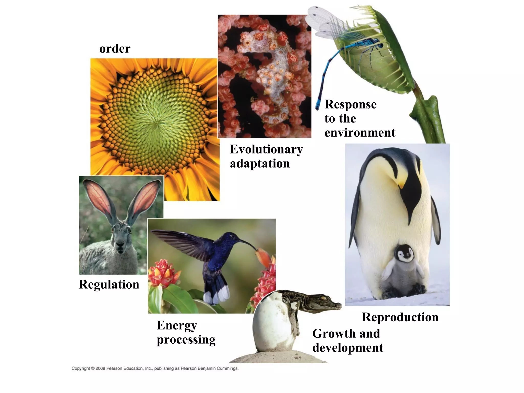 order
Evolutionary
adaptation
Response
to the
environment
Reproduction
Growth and
development
Energy
processing
Regulation
 