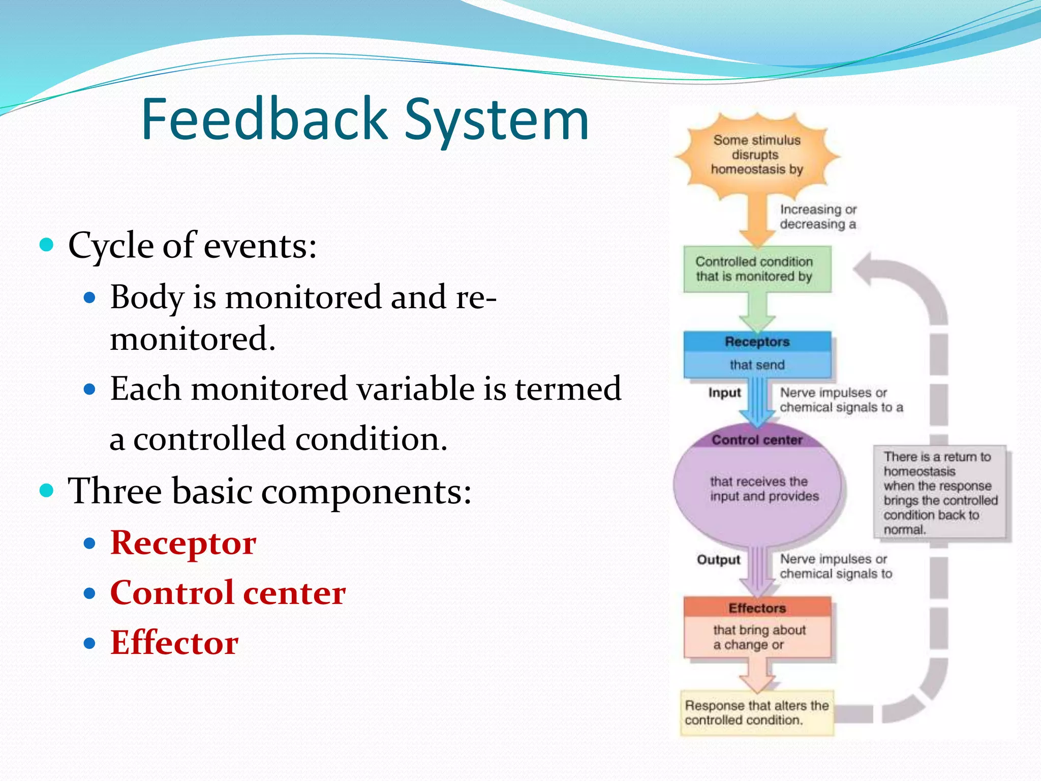 Chapter 1 Introduction to Anatomy and Physiology | PPTX