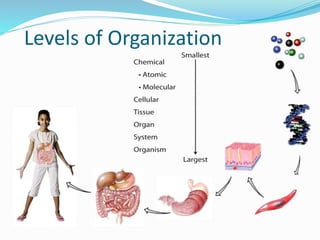 Levels of Organization
 