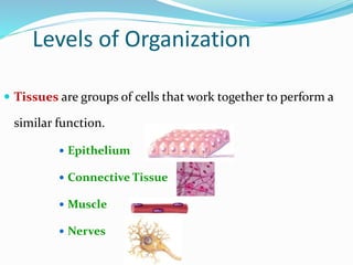 Levels of Organization
 Tissues are groups of cells that work together to perform a
similar function.
 Epithelium
 Connective Tissue
 Muscle
 Nerves
 
