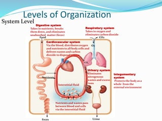 O2 CO2
Digestive system
Takes in nutrients, breaks
them down, and eliminates
unabsorbed matter (feces)
Respiratory system
Takes in oxygen and
eliminates carbon dioxide
Cardiovascular system
Via the blood, distributes oxygen
and nutrients to all body cells and
delivers wastes and carbon
dioxide to disposal organs
Interstitial fluid
Nutrients
Urinary system
Eliminates
nitrogenous
wastes and excess
ions
Nutrients and wastes pass
between blood and cells
via the interstitial fluid
Integumentary
system
Protects the body as a
whole from the
external environment
Feces Urine
CO2
O2
Food
O2
CO2
Levels of Organization
System Level
 
