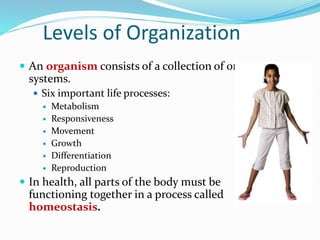Levels of Organization
 An organism consists of a collection of organ
systems.
 Six important life processes:
 Metabolism
 Responsiveness
 Movement
 Growth
 Differentiation
 Reproduction
 In health, all parts of the body must be
functioning together in a process called
homeostasis.
 