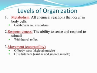 1. Metabolism: All chemical reactions that occur in
body cells
 Catabolism and anabolism
2.Responsiveness: The ability to sense and respond to
stimuli
 Withdrawal reflex
3.Movement (contractility)
 Of body parts (skeletal muscle)
 Of substances (cardiac and smooth muscle)
Levels of Organization
 