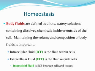 Homeostasis
 Body fluids are defined as dilute, watery solutions
containing dissolved chemicals inside or outside of the
cell. Maintaining the volume and composition of body
fluids is important.
 Intracellular Fluid (ICF) is the fluid within cells
 Extracellular Fluid (ECF) is the fluid outside cells
 Interstitial fluid is ECF between cells and tissues
 
