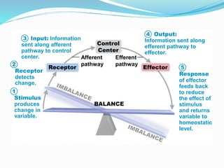Stimulus
produces
change in
variable.
Receptor
detects
change.
Input: Information
sent along afferent
pathway to control
center.
Output:
Information sent along
efferent pathway to
effector.
Response
of effector
feeds back
to reduce
the effect of
stimulus
and returns
variable to
homeostatic
level.
Receptor Effector
Control
Center
BALANCE
Afferent
pathway
Efferent
pathway
1
2
3
4
5
 
