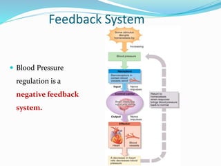 Blood Pressure
regulation is a
negative feedback
system.
Feedback System
 