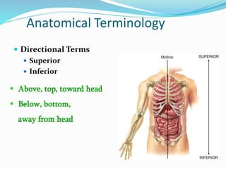 Anatomical Terminology
 Directional Terms
 Superior
 Inferior
 Above, top, toward head
 Below, bottom,
away from head
 