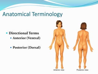 Anatomical Terminology
 Directional Terms
 Anterior (Ventral)
 Posterior (Dorsal)
 