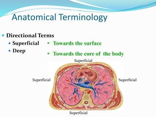 Anatomical Terminology
 Directional Terms
 Superficial
 Deep
 Towards the surface
 Towards the core of the body
DeepSuperficial Superficial
Superficial
Superficial
 