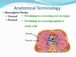 Anatomical Terminology
 Descriptive Terms
 Visceral
 Parietal
 Pertaining to a covering over an organ
 Pertaining to a covering against a
cavity wall
Visceral
Parietal
 