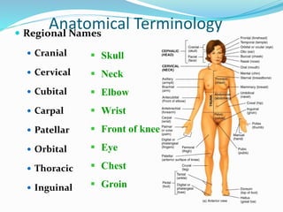  Regional Names
 Cranial
 Cervical
 Cubital
 Carpal
 Patellar
 Orbital
 Thoracic
 Inguinal
 Skull
 Neck
 Elbow
 Wrist
 Front of knee
 Eye
 Chest
 Groin
Anatomical Terminology
 