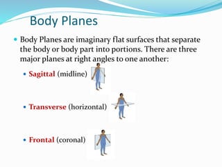 Body Planes
 Body Planes are imaginary flat surfaces that separate
the body or body part into portions. There are three
major planes at right angles to one another:
 Sagittal (midline)
 Transverse (horizontal)
 Frontal (coronal)
 
