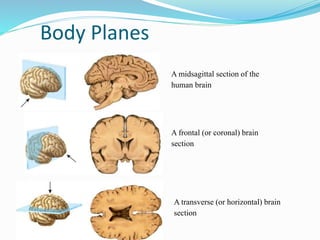 Body Planes
A midsagittal section of the
human brain
A frontal (or coronal) brain
section
A transverse (or horizontal) brain
section
 