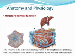This structure is the liver, which has the function of filtering blood and producing
bile. Can you see how the function is determined by the structure, and vice versa?
Anatomy and Physiology
 Structure mirrors function
 