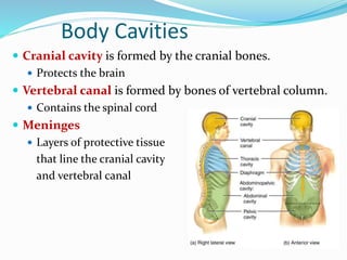 Body Cavities
 Cranial cavity is formed by the cranial bones.
 Protects the brain
 Vertebral canal is formed by bones of vertebral column.
 Contains the spinal cord
 Meninges
 Layers of protective tissue
that line the cranial cavity
and vertebral canal
 