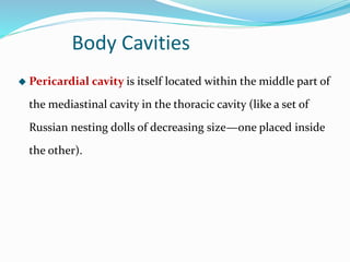 Body Cavities
 Pericardial cavity is itself located within the middle part of
the mediastinal cavity in the thoracic cavity (like a set of
Russian nesting dolls of decreasing size—one placed inside
the other).
 
