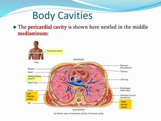 Body Cavities
 The pericardial cavity is shown here nestled in the middle
mediastinum:
Left
Pleural
cavity
Right
peural
cavity
 