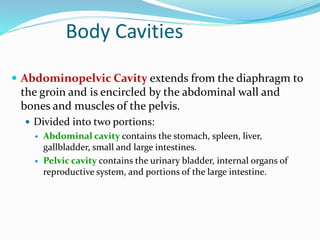 Body Cavities
 Abdominopelvic Cavity extends from the diaphragm to
the groin and is encircled by the abdominal wall and
bones and muscles of the pelvis.
 Divided into two portions:
 Abdominal cavity contains the stomach, spleen, liver,
gallbladder, small and large intestines.
 Pelvic cavity contains the urinary bladder, internal organs of
reproductive system, and portions of the large intestine.
 